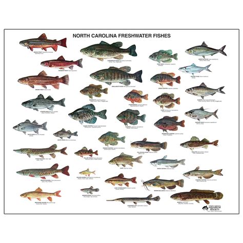 Freshwater fish facts and information .